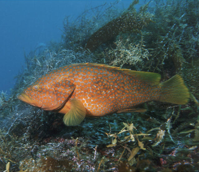 Epinephelus akaara